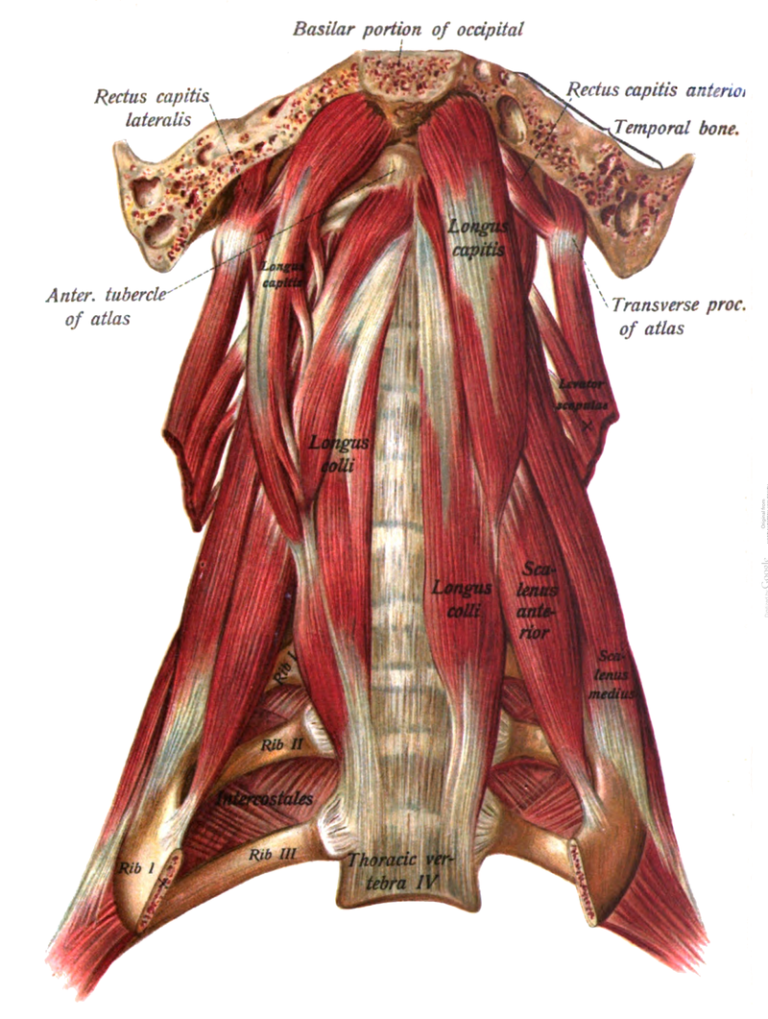 Retraining Deep Neck Flexors - Rehab Links System